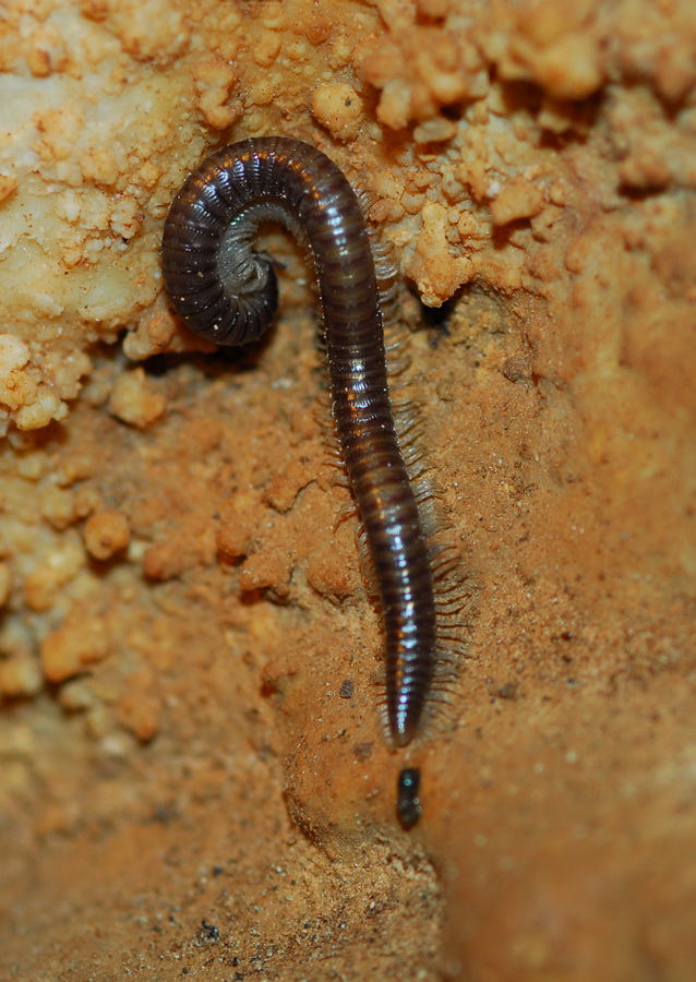 Julidae e Polydesmidae (Brachidesmus) in grotta, Sardegna